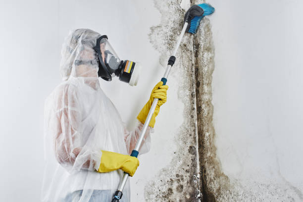 Best Commercial Mold Removal  in Trempealeau, WI