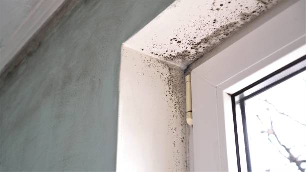 Mold Testing and Removal in Trempealeau, WI