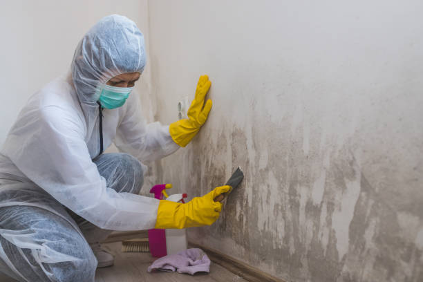 Best Commercial Mold Removal  in Trempealeau, WI
