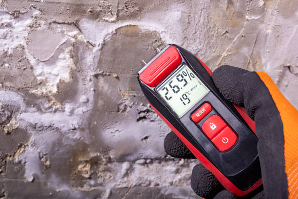 Best Local Mold Removal Service  in Trempealeau, WI