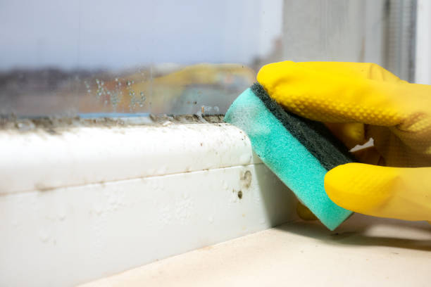 Best Residential Mold Removal  in Trempealeau, WI