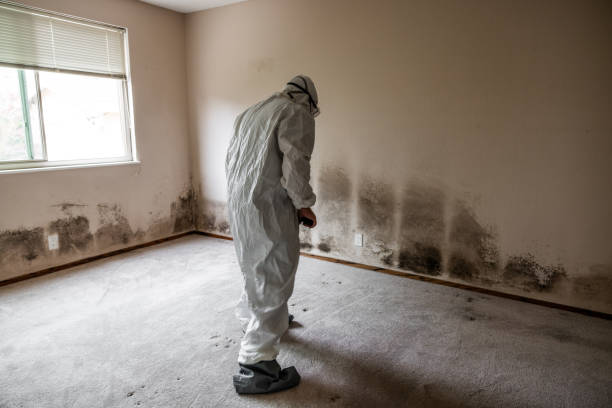 Best Mold Damage Repair  in Trempealeau, WI