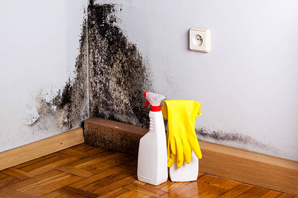 Mold Removal Process in Trempealeau, WI