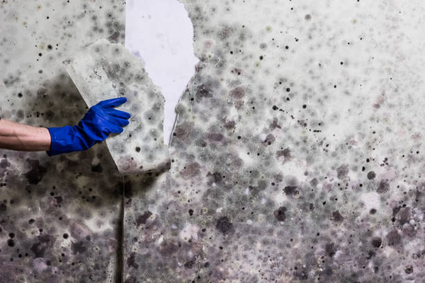 Professional Mold Removal in Trempealeau, WI