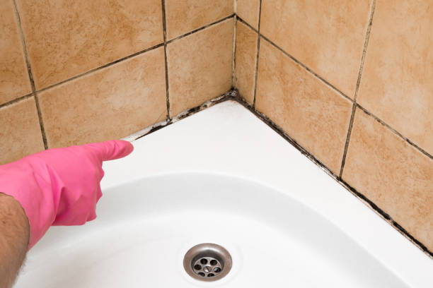 Best Mold Removal and Inspection  in Trempealeau, WI